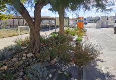 Massif au collège de Montesquieu à Narbonne