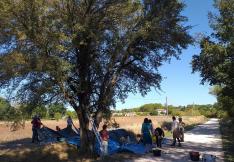 récolte de l'azerole