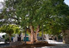 ORME DE SULLY A VILLESEQUELANDE