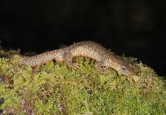 Un calotriton dans son habitant naturel