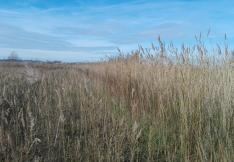 Champ de végétation aux canaux Craboulettes à la déviation de Narbonne