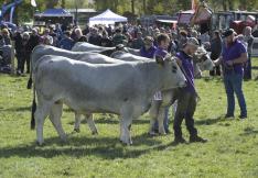 la vache gasconne des pyrénées à la foire d'espezel dans l'aude