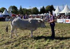 Présentation d'une vache à un concours à la foire de l'élevage audois à Espezel