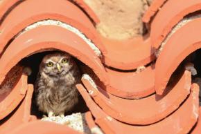 Les rapaces nocturnes