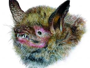 Chauve souris Myotis emarginatus