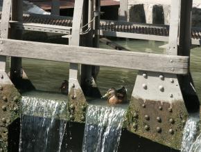 2 canards dans l'eau