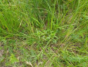 Pieds de gentiane croisette en fleurs dans un mois