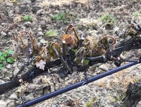 La vigne ravagée par le gel