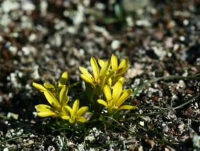 Gagea bohemica, La Roque-de-Fa