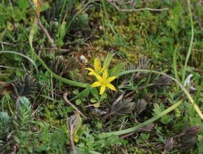 Gagea granatelli