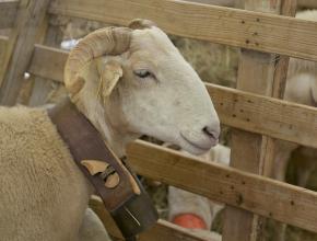 brebis à la foire d'espezel dans l'aude