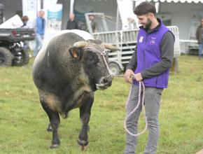 vache gasconne des pyrenées à la foire d'espezel dans l'Aude