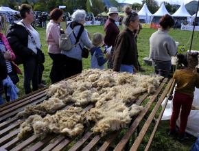 la tonte des moutons à la foire d'espezel dans l'Aude