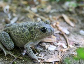 Pelobate cultiprède