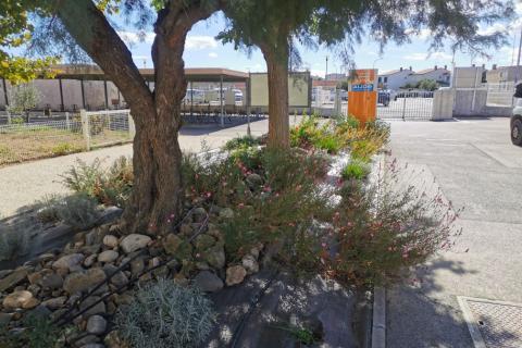 Massif au collège de Montesquieu à Narbonne