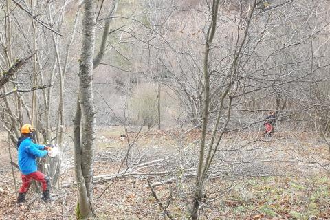 Débroussaillage de noisetiers sur la commune de la Fajolle afin de faire renaître la biodiversité