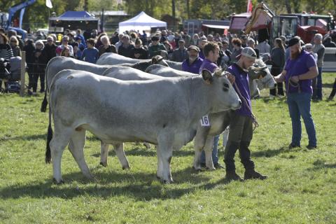 la vache gasconne des pyrénées à la foire d'espezel dans l'aude