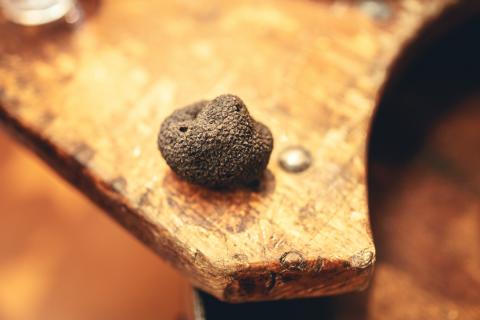 2019-01-truffe-cr-vincent-photographie-adt-aude