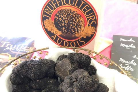 Ampélofolies du Cabardès