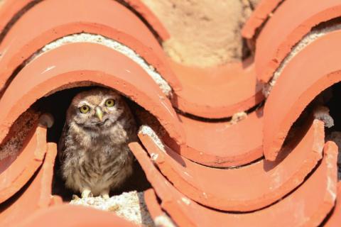 Les rapaces nocturnes
