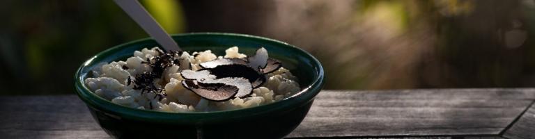 RISOTTO TRUFFE PAYS CATHARE