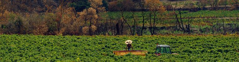 Vignes partiellement brûlées par le feu qui a ravagé les corbières, dans l'Aude, en août 2025
