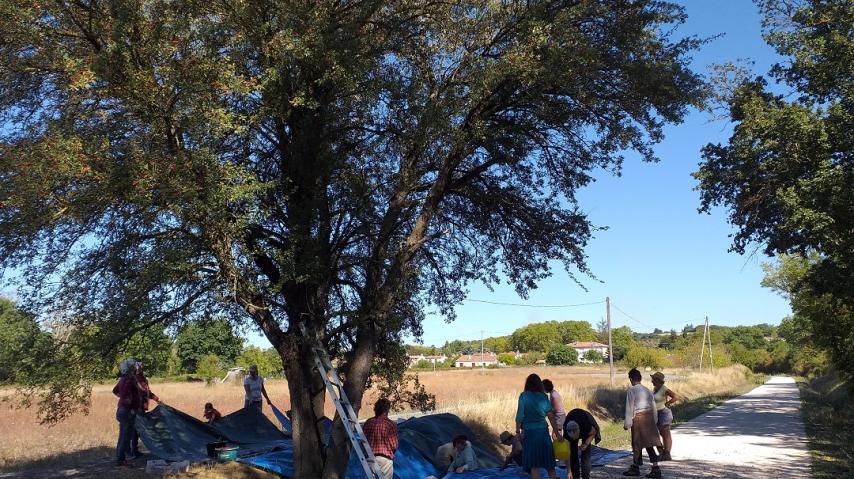 récolte de l'azerole