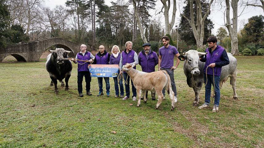 Vache gasconne des pyrénées audoises