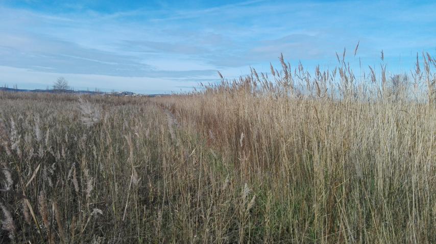 Champ de végétation aux canaux Craboulettes à la déviation de Narbonne
