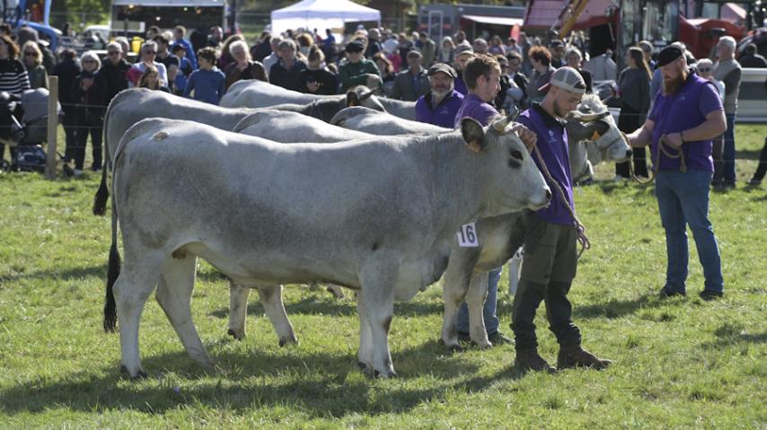 la vache gasconne des pyrénées à la foire d'espezel dans l'aude