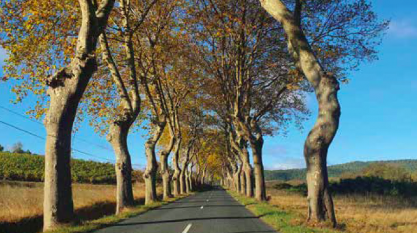 Allée d'arbres dans l'Aude