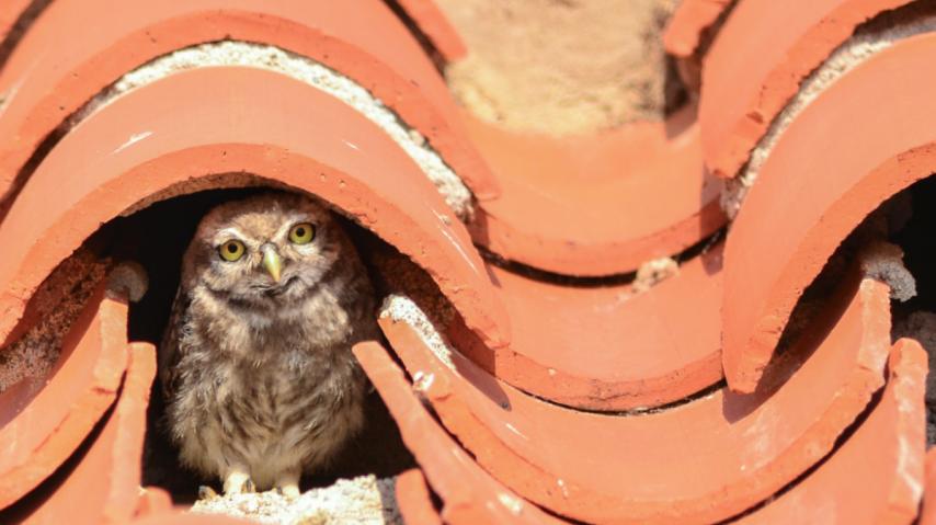 Les rapaces nocturnes