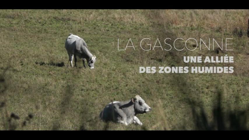 YouTube Video (Bwmgr9TXxqw)