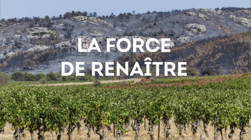 YouTube Video (ZfR-rQQtIJI)