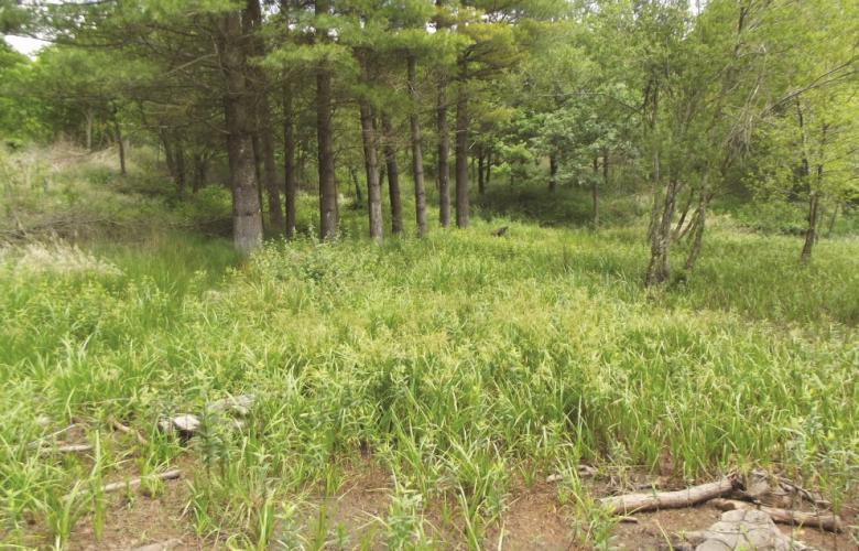 LAPRADE MEGAPHORBIAIE ENS