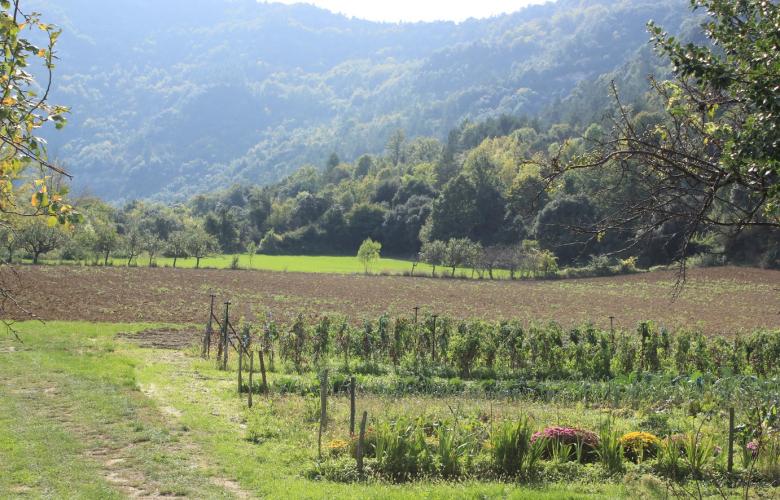 foret des plos - ens 2